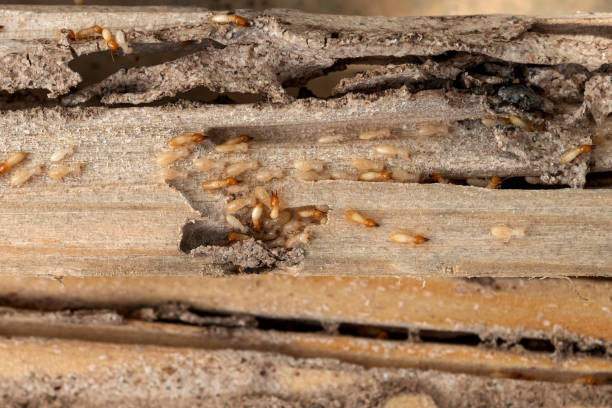 Lake Holm, WA Pest Control Company